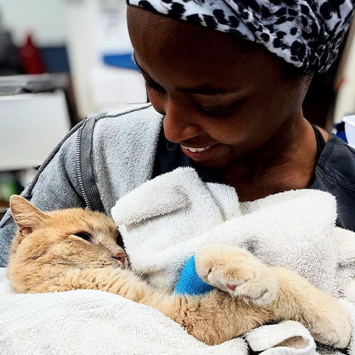 Easton Animal Hospital
