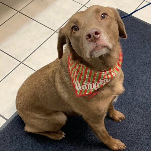 brown dog wearing handkerchief at our columbus, oh animal hospital