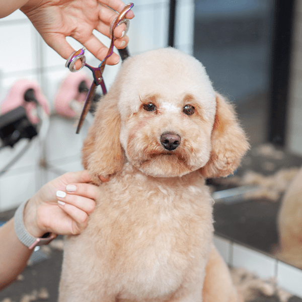 dog grooming in columbus, oh