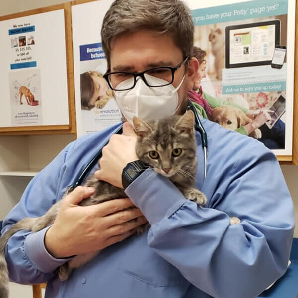 vet with cat at diagnostics appointment